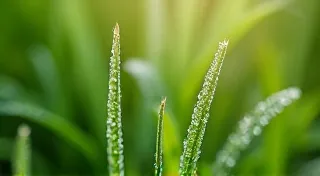 Understanding Dew Point: A Critical Weather Factor